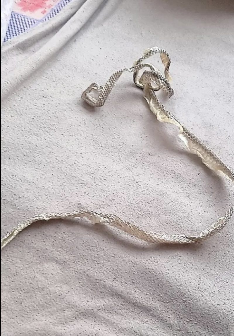 龙衣蛇皮蛇蜕长虫皮保庆药业实拍整条龙衣