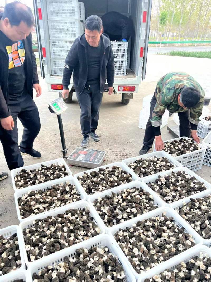 羊肚菌产地直销千余个个大棚支持供应。