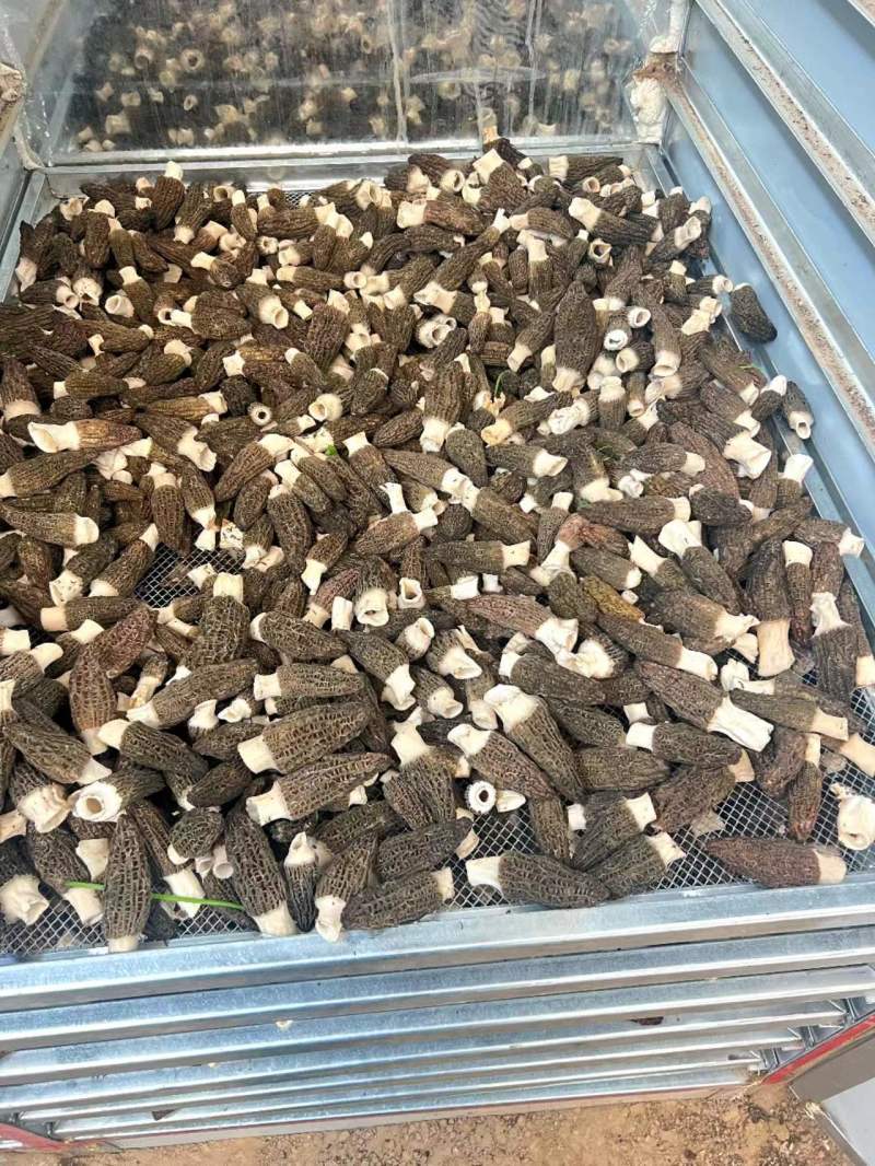 羊肚菌产地直销千余个个大棚支持供应。