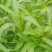 空心菜种苗，空心菜苗大叶子和小叶子，3月15号拍摄