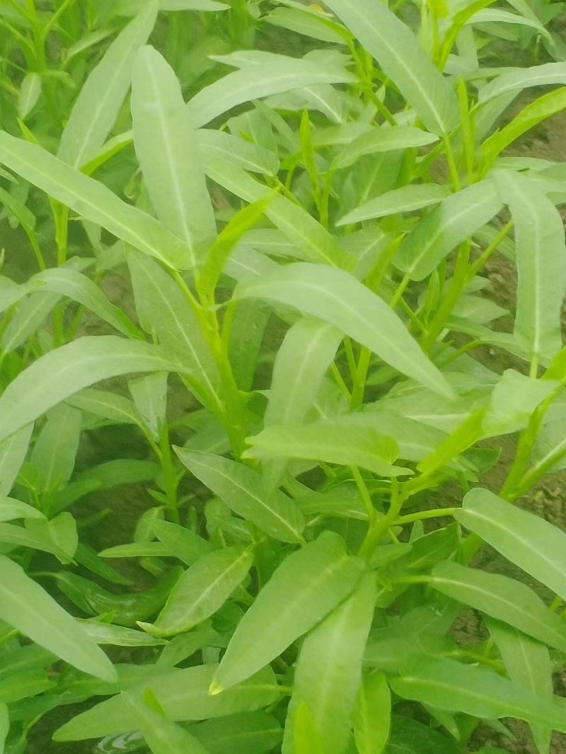 空心菜种苗，空心菜苗大叶子和小叶子，3月15号拍摄