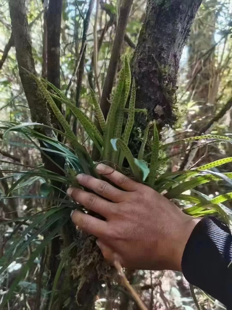 肾精茶嗷嗷叫黄金草品质保证