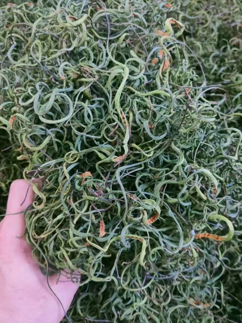 肾精茶嗷嗷叫黄金草品质保证