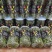 肾精茶嗷嗷叫黄金草品质保证