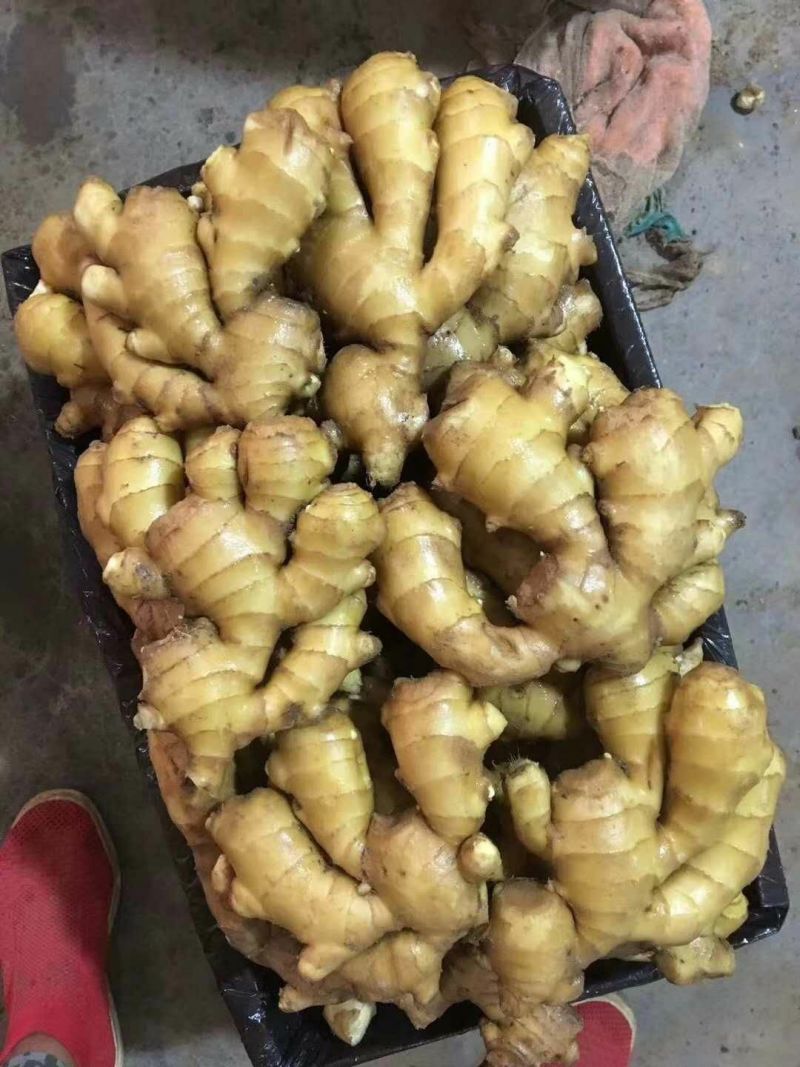 荐【河南鲜姜/坏烂全赔】（精品沙土姜-水洗姜-风干姜）