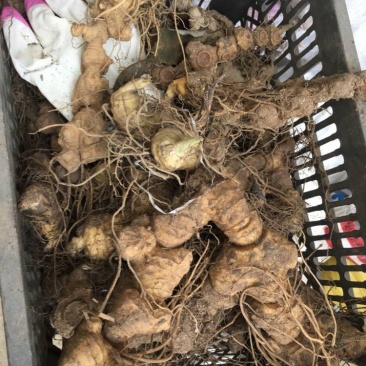 黄精块茎，2年到三年的，我们都是多花姜行