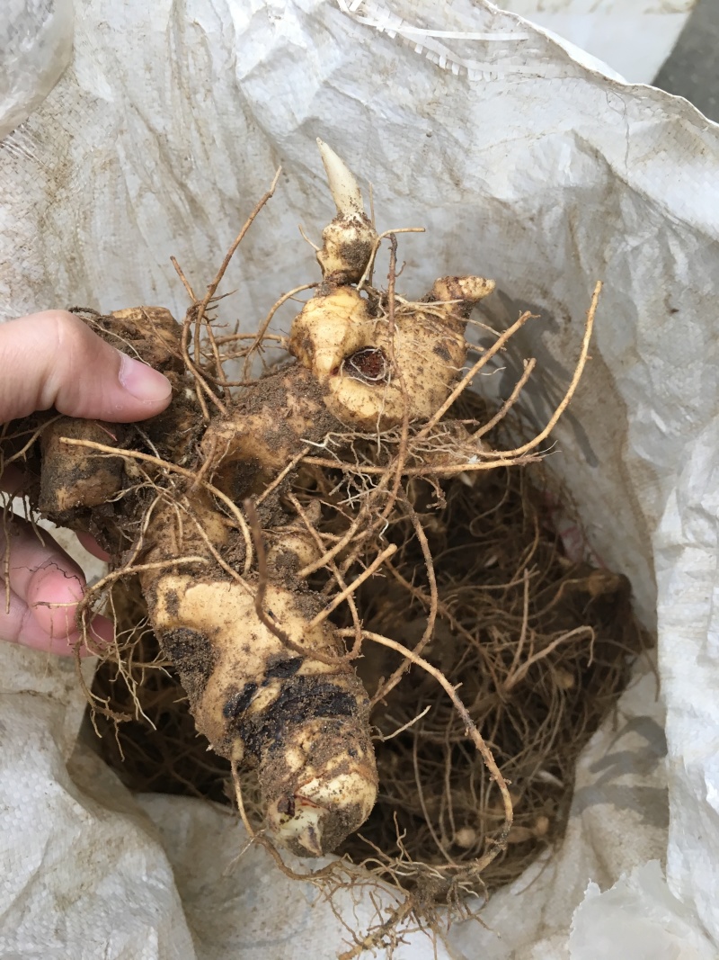黄精块茎，2年到三年的，我们都是多花姜行