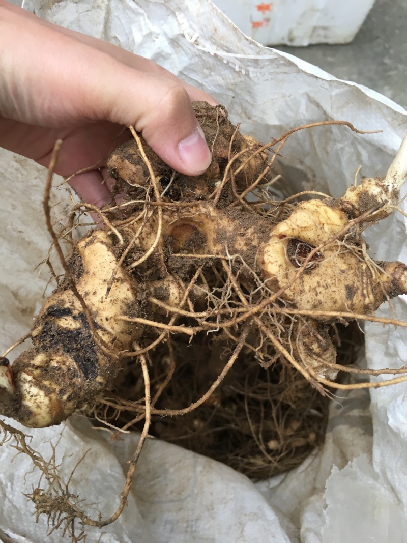 黄精块茎，2年到三年的，我们都是多花姜行