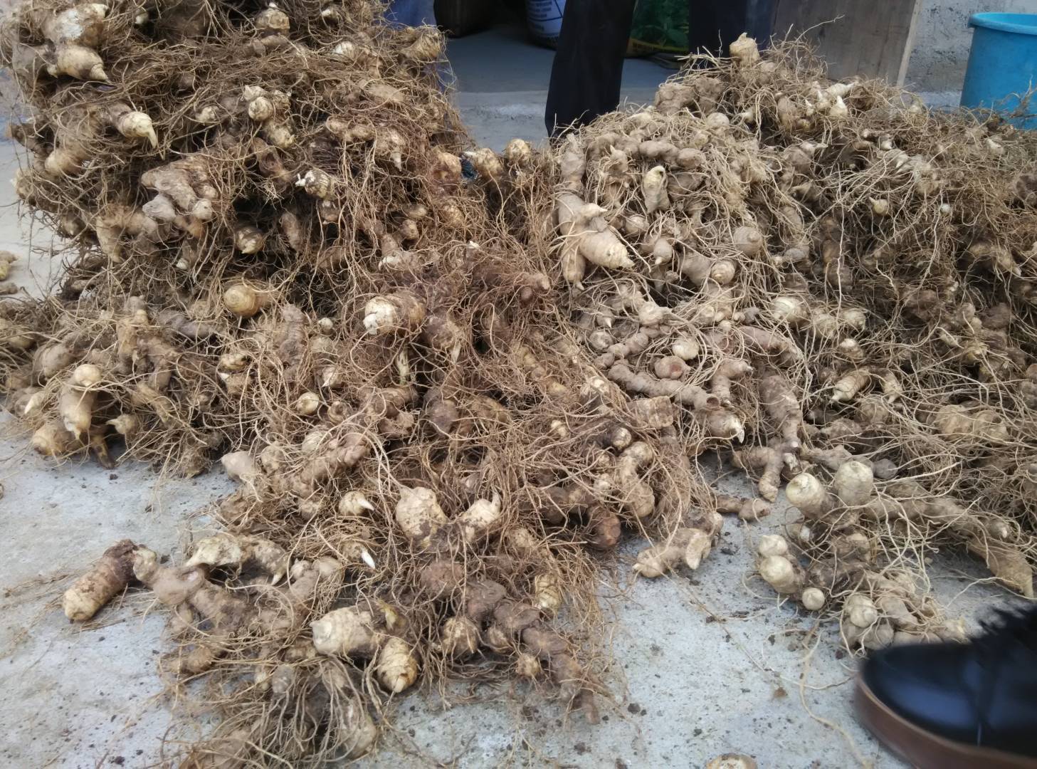 左侧为多花黄精的新鲜根茎,呈结节状膨大,表面黄白色至淡黄色,具明显环节;右侧为熟地黄饮片,呈乌黑色、质地柔润、断面油亮,可见明显的炮制痕迹。背景为中药标本台,配有比例尺 植物形态对比图