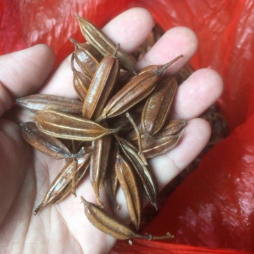 紫花三叉大白芨干种子，品质看得见，含量高