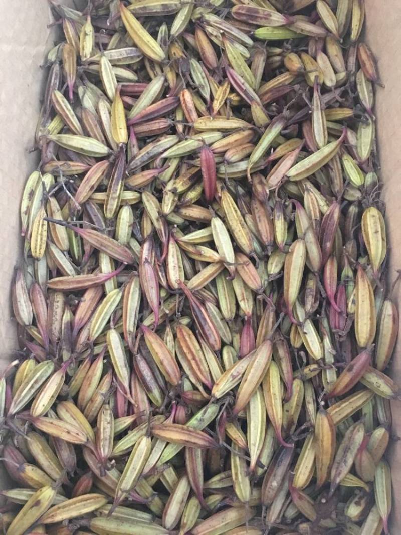 紫花三叉大白芨干种子，品质看得见，含量高