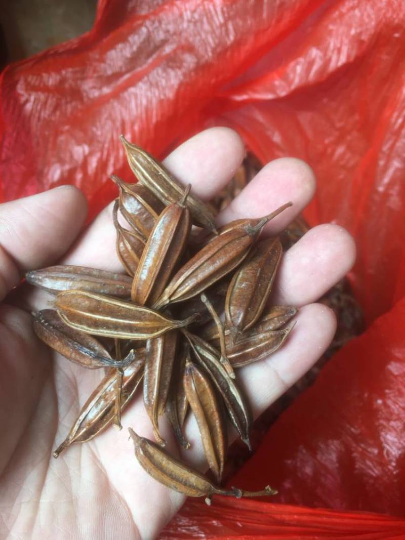 紫花三叉大白芨干种子，品质看得见，含量高