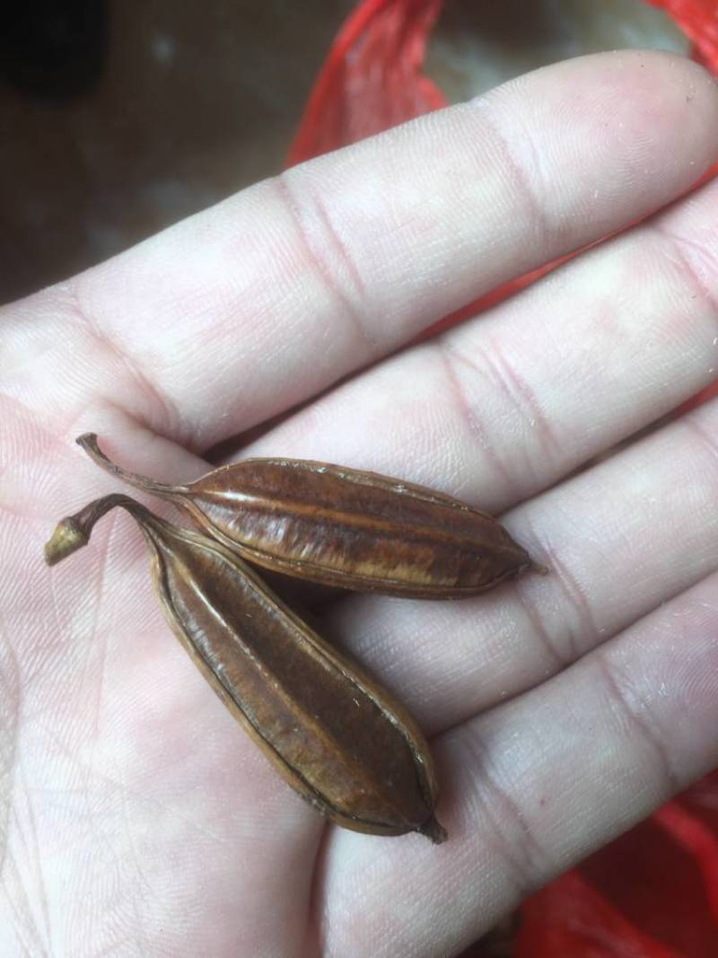 紫花三叉大白芨干种子，品质看得见，含量高