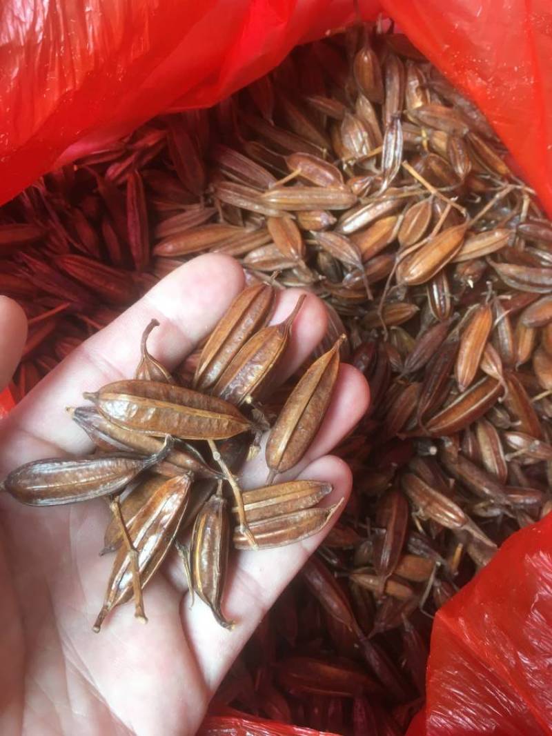 紫花三叉大白芨干种子，品质看得见，含量高
