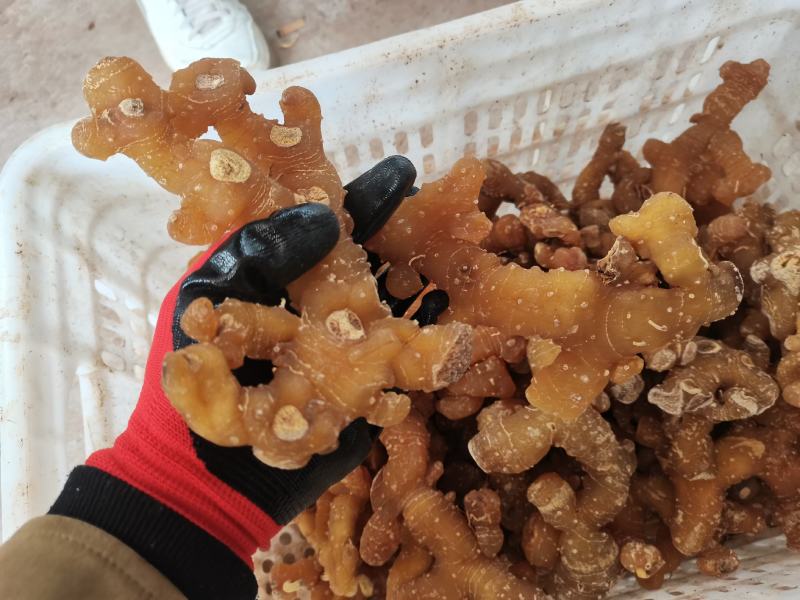 黄精个子姜型多花黄精产地一手货源