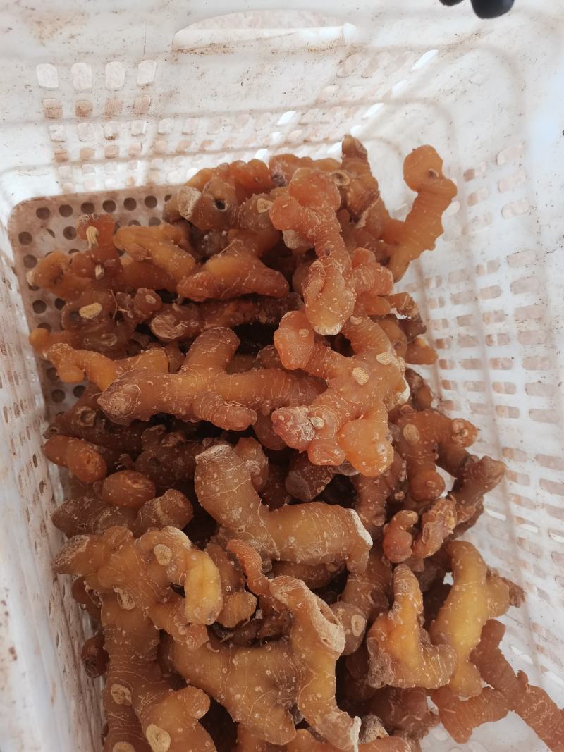 黄精个子姜型多花黄精产地一手货源
