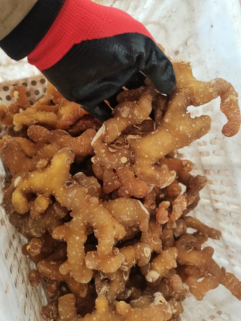 黄精个子姜型多花黄精产地一手货源