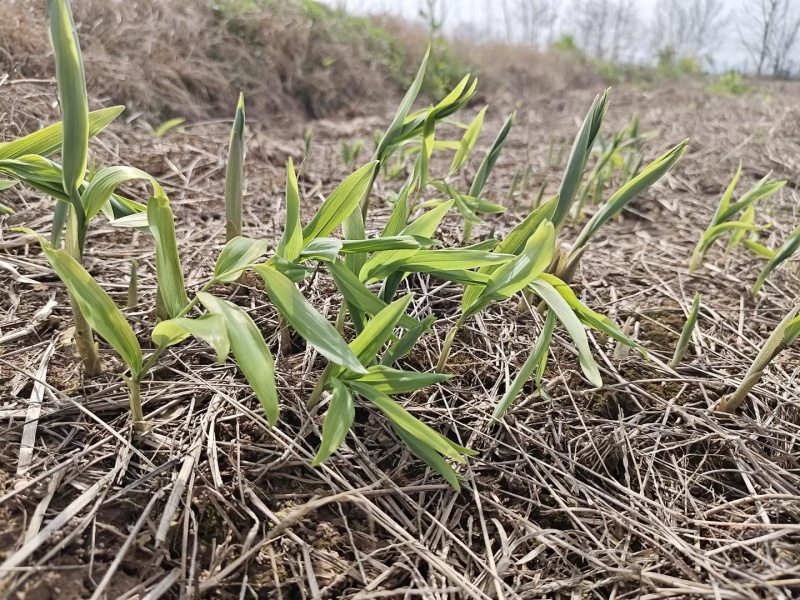 黄精苗3年露天块茎练化苗饼状生长产量高含量高