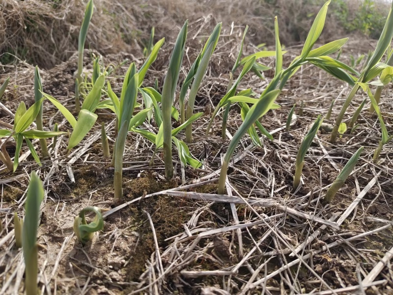 黄精苗3年露天块茎练化苗饼状生长产量高含量高