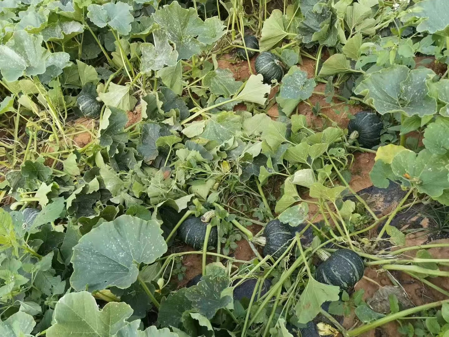 板栗南瓜田间种植图