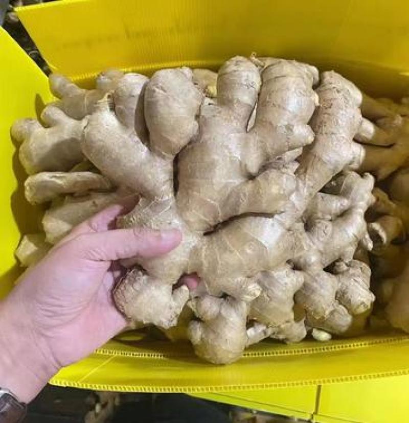 荐【甘肃鲜姜/坏烂全赔】（精品沙土姜-水洗姜-风干姜）