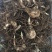 白芨块茎，露天驯化的，产量高，个头比较大