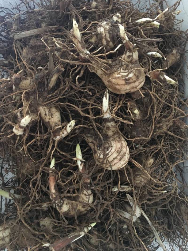 白芨块茎，露天驯化的，产量高，个头比较大
