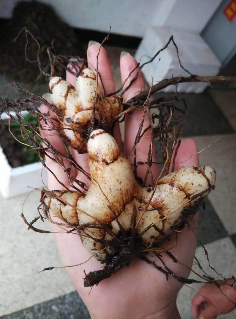 白芨块茎，露天驯化的，产量高，个头比较大