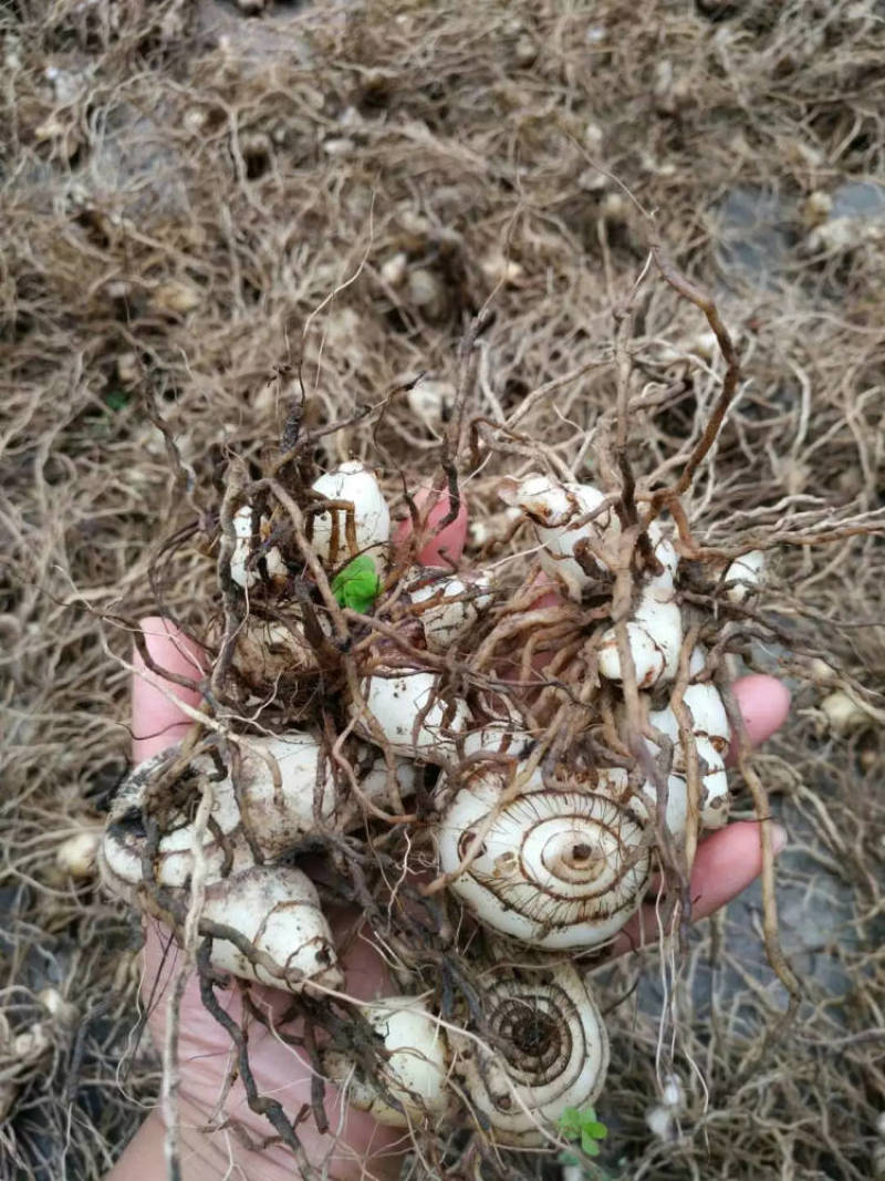 白芨块茎，露天驯化的，产量高，个头比较大