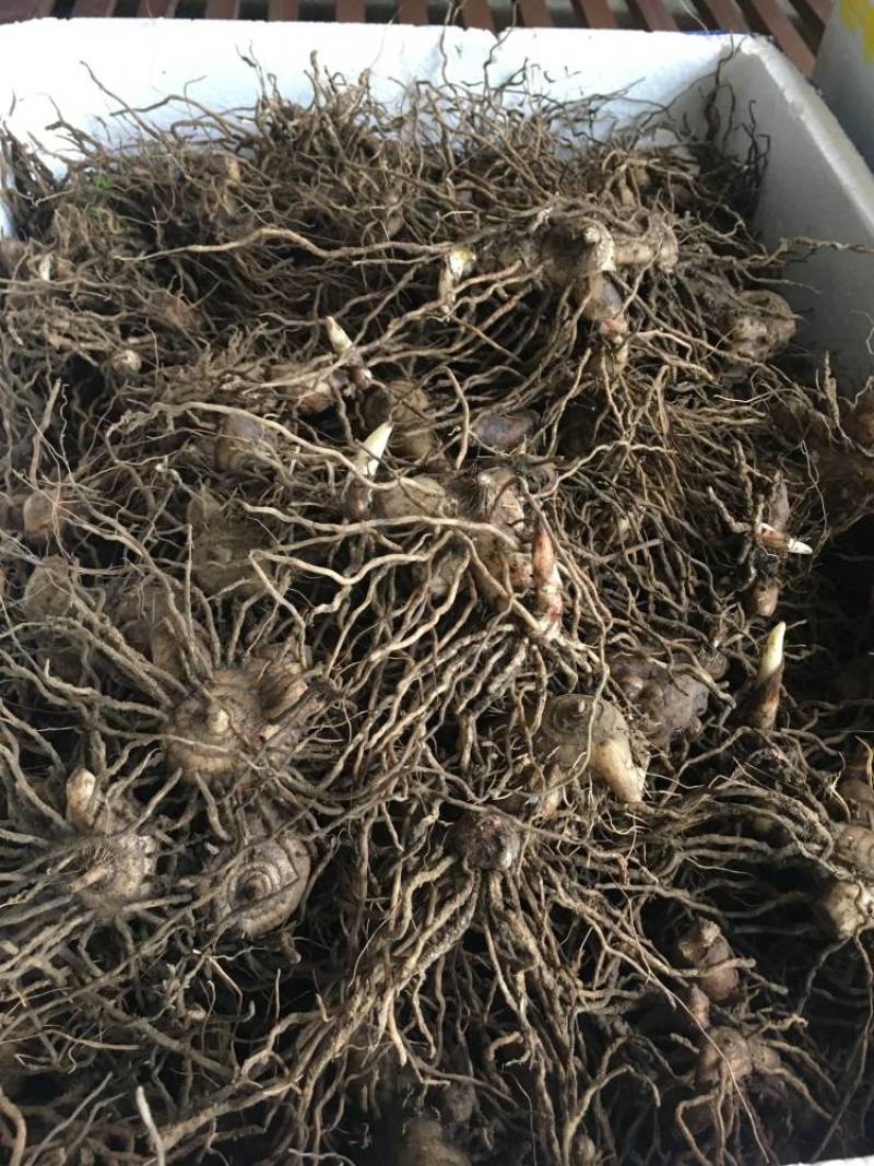 白芨块茎，露天驯化的，产量高，个头比较大
