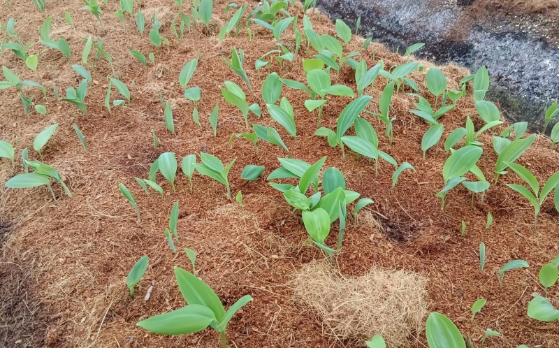 黄精多花姜型倒苗宽叶，7-8月倒苗，中等苗