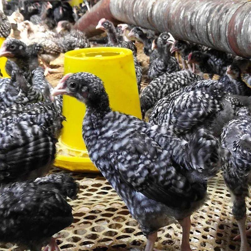 芦花鸡苗芦花鸡半大鸡苗汶上纯种芦花鸡散养鸡大量出售