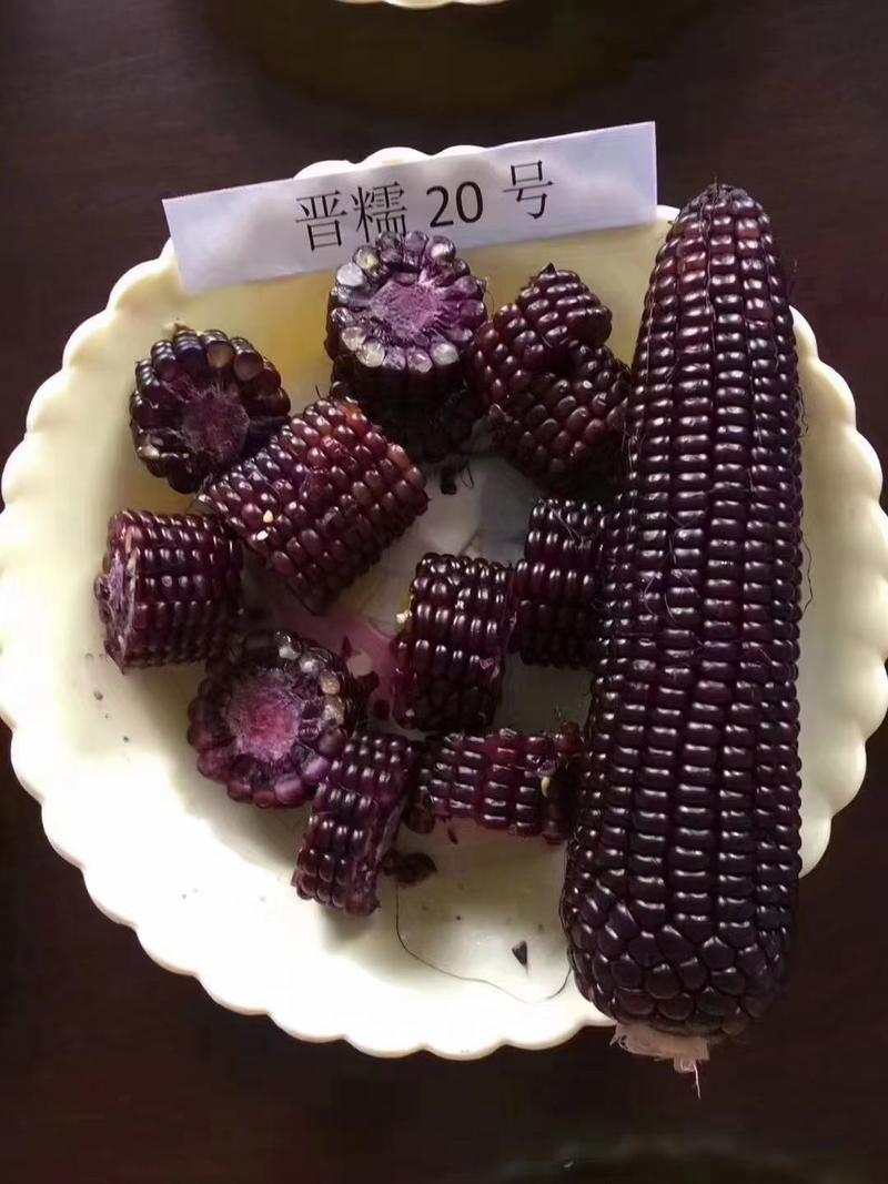 农科玉京紫糯219玉米甜糯黑玉米大棒苞米玉米种籽紫黑糯玉