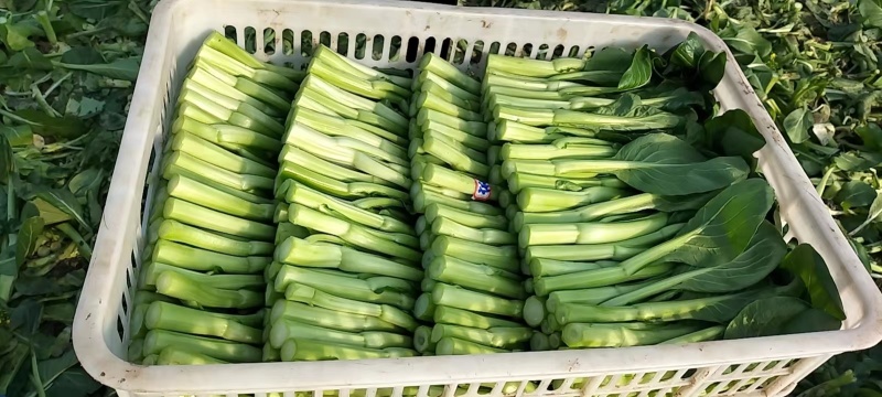 广东菜心，菜心种植农户望有缘找到附近的客户，长期合作
