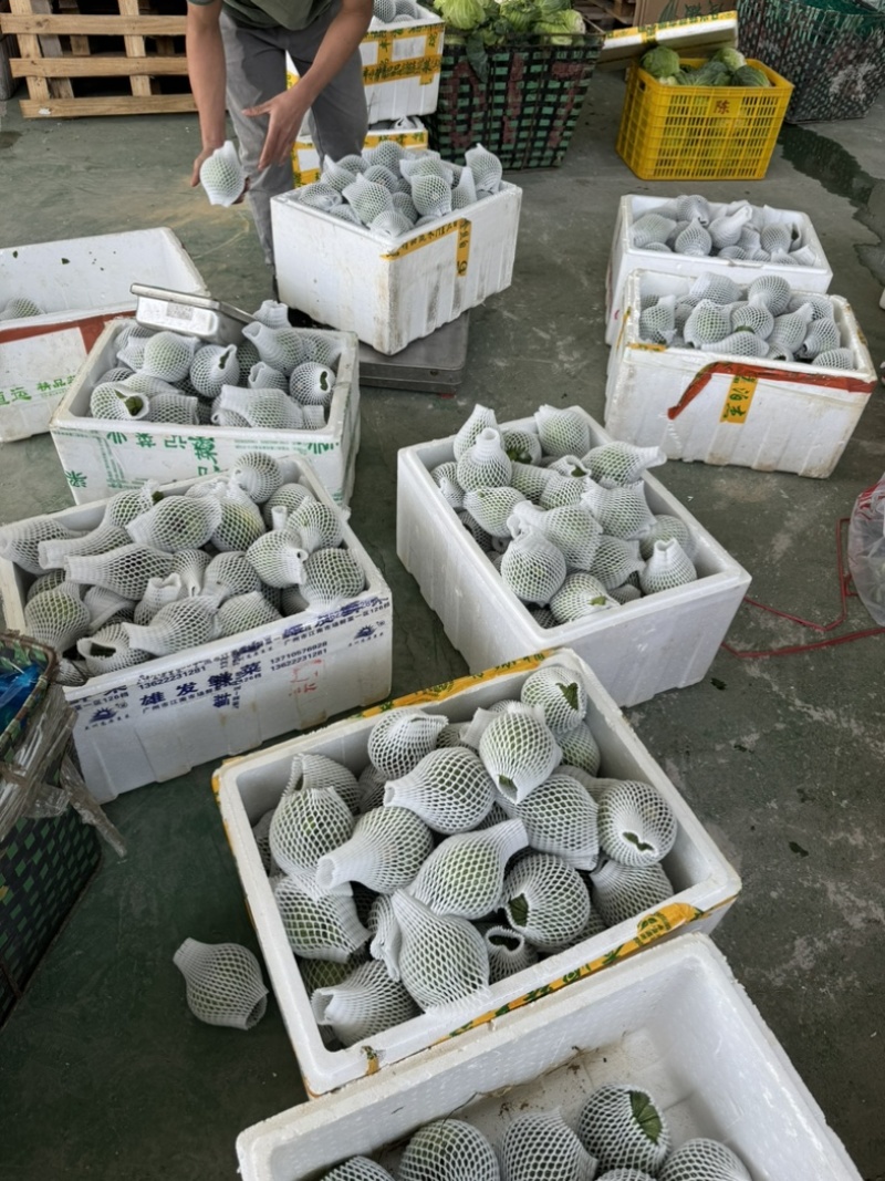 精品花南瓜大量上市长期供应，寻找长合作档口