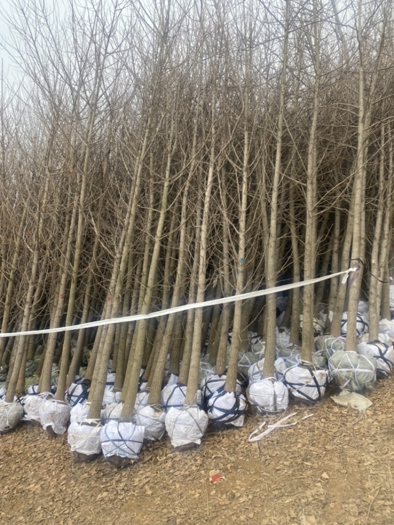 8公分银杏树，银杏树苗-海量低价处理，苗圃直销，当天装车