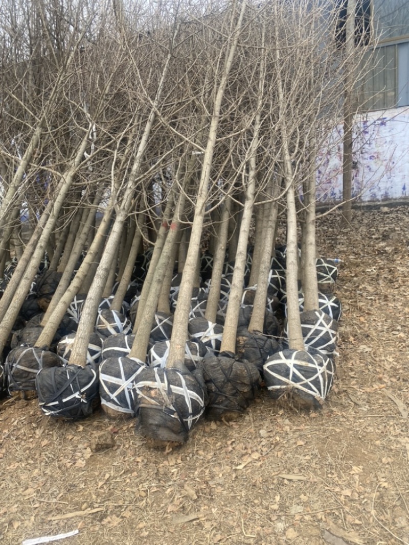 8公分银杏树，银杏树苗-海量低价处理，苗圃直销，当天装车