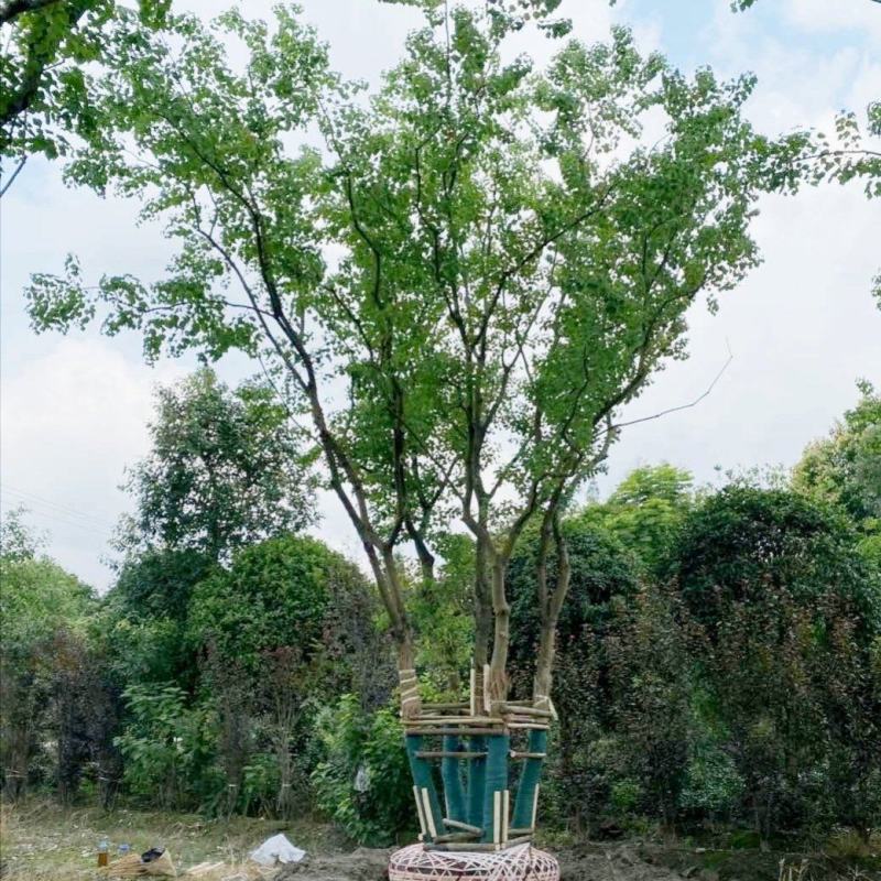 丛生乌桕，四川成都原生苗批发基地，多杆大叶乌桕树