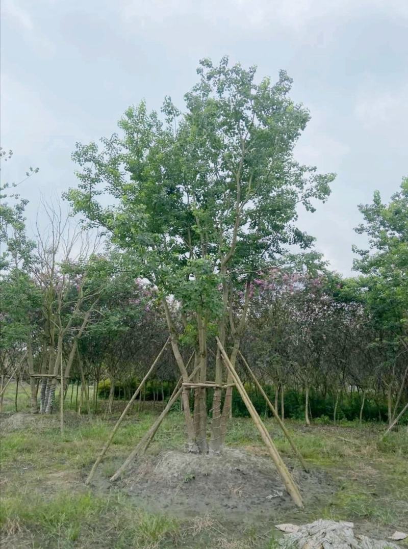 丛生乌桕，四川成都原生苗批发基地，多杆大叶乌桕树