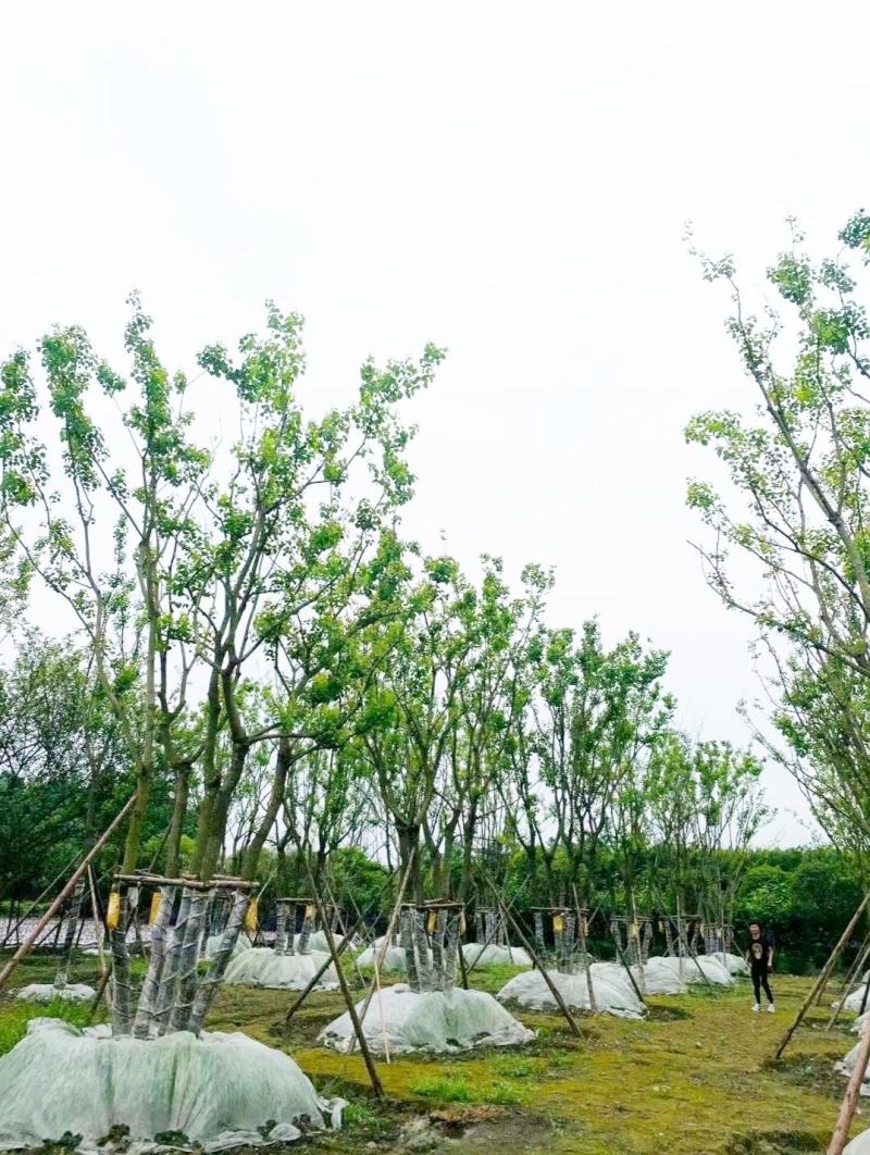 丛生乌桕，四川成都原生苗批发基地，多杆大叶乌桕树