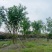 丛生乌桕，四川成都原生苗批发基地，多杆大叶乌桕树