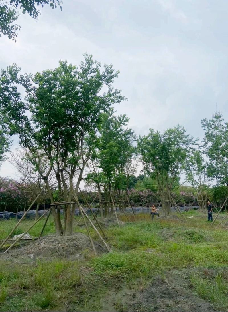 丛生乌桕，四川成都原生苗批发基地，多杆大叶乌桕树
