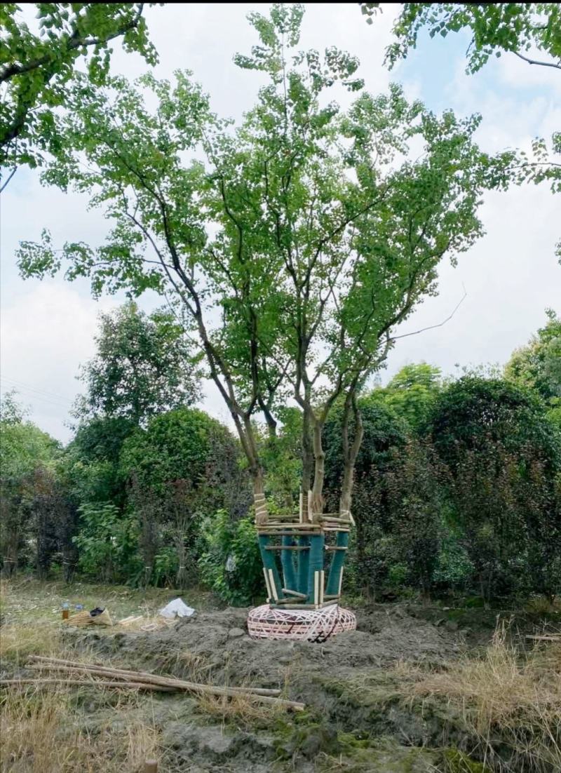 丛生乌桕，四川成都原生苗批发基地，多杆大叶乌桕树