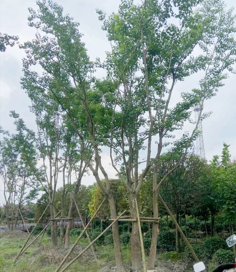 丛生乌桕，四川成都原生苗批发基地，多杆大叶乌桕树