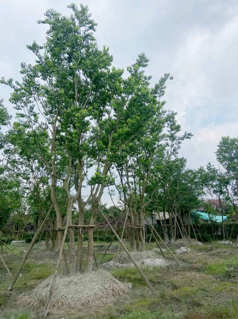 丛生乌桕，四川成都原生苗批发基地，多杆大叶乌桕树
