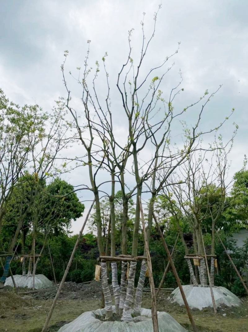 丛生乌桕，四川成都原生苗批发基地，多杆大叶乌桕树