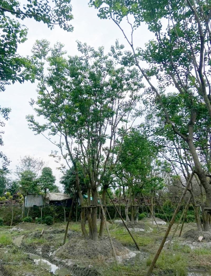 丛生乌桕，四川成都原生苗批发基地，多杆大叶乌桕树