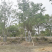 丛生乌桕，四川成都原生苗批发基地，多杆大叶乌桕树