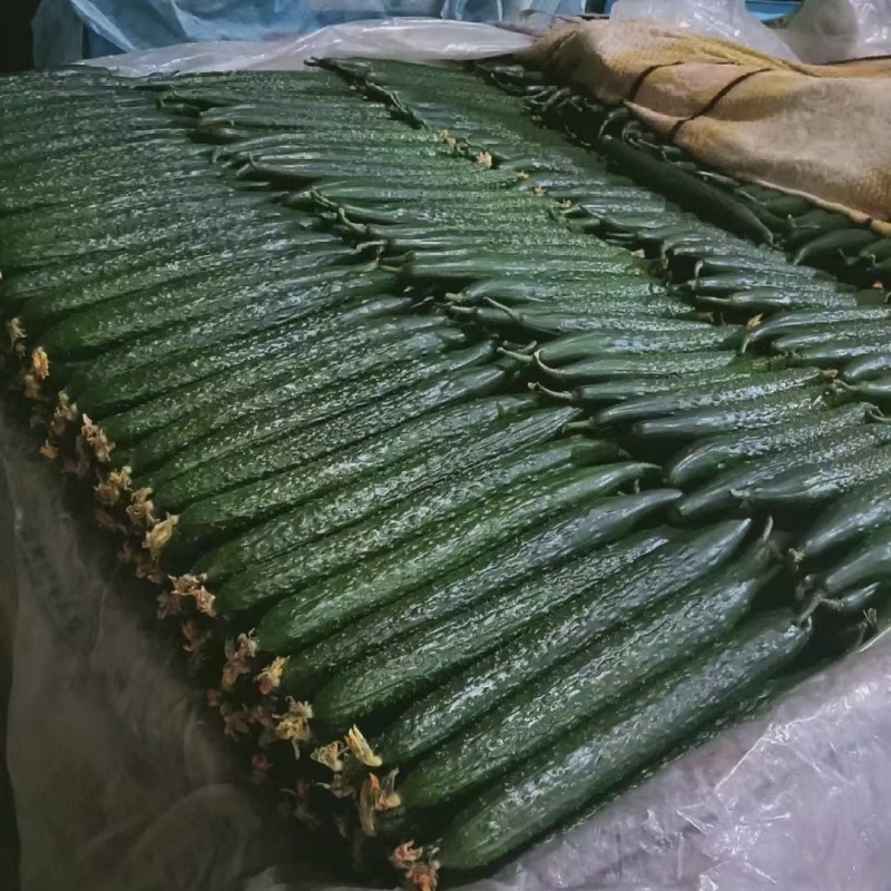 商丘夏邑密刺黄瓜油亮青瓜顶花带刺黄瓜商超社团代收代发