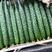 德瑞特密刺黄瓜，产地直发商超社团电商供货代收代发